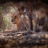 Lev pustinny - Panthera leo - Lion o5373